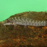 Nemacheilidae